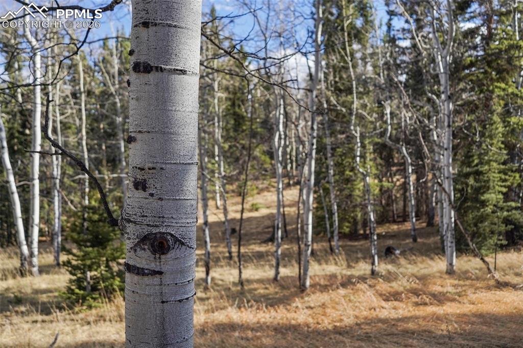 310 Ridge Road Divide, CO 80814 - Photo 30 of 34