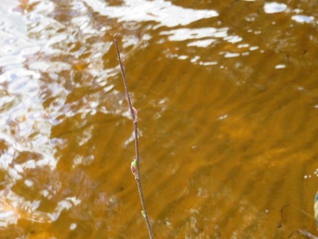 7762 Braeger Road Three Lakes, WI 54562 - Photo 16 of 20 Gallery Image 16