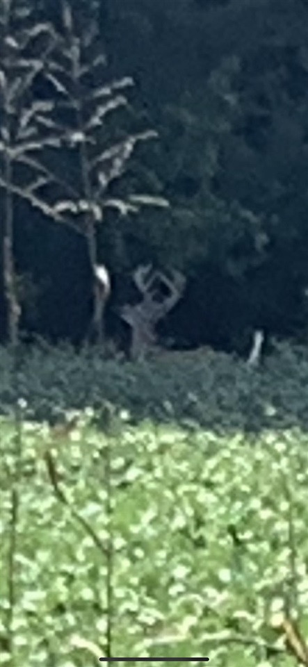 0 Steam Mill Ferry Road Medon, TN 38356 - Photo 13 of 21 Photo 13