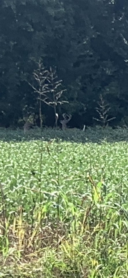 0 Steam Mill Ferry Road Medon, TN 38356 - Photo 14 of 21 Photo 15