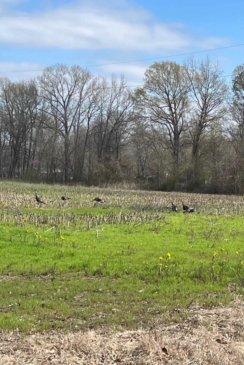 0 Steam Mill Ferry Road Medon, TN 38356 - Photo 15 of 21 Photo 3