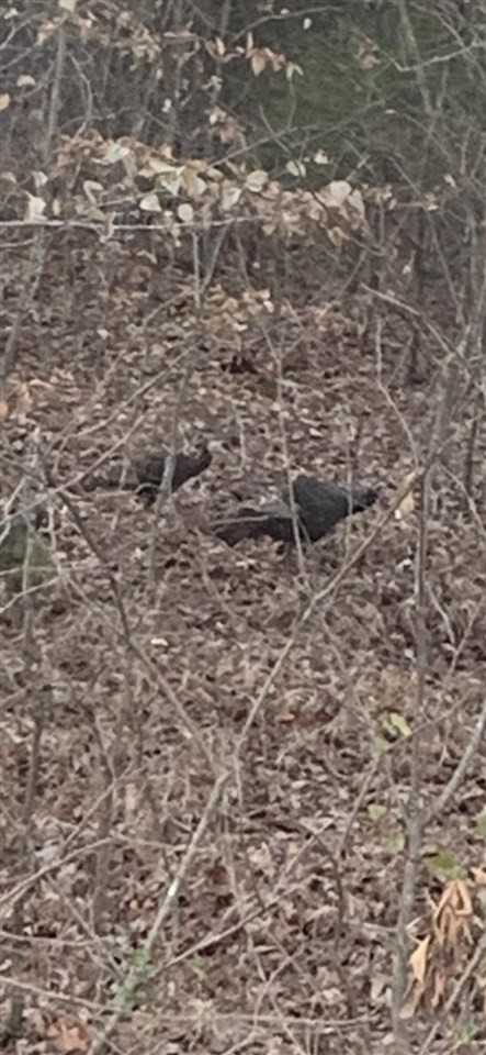 0 Steam Mill Ferry Road Medon, TN 38356 - Photo 16 of 21 Photo 14