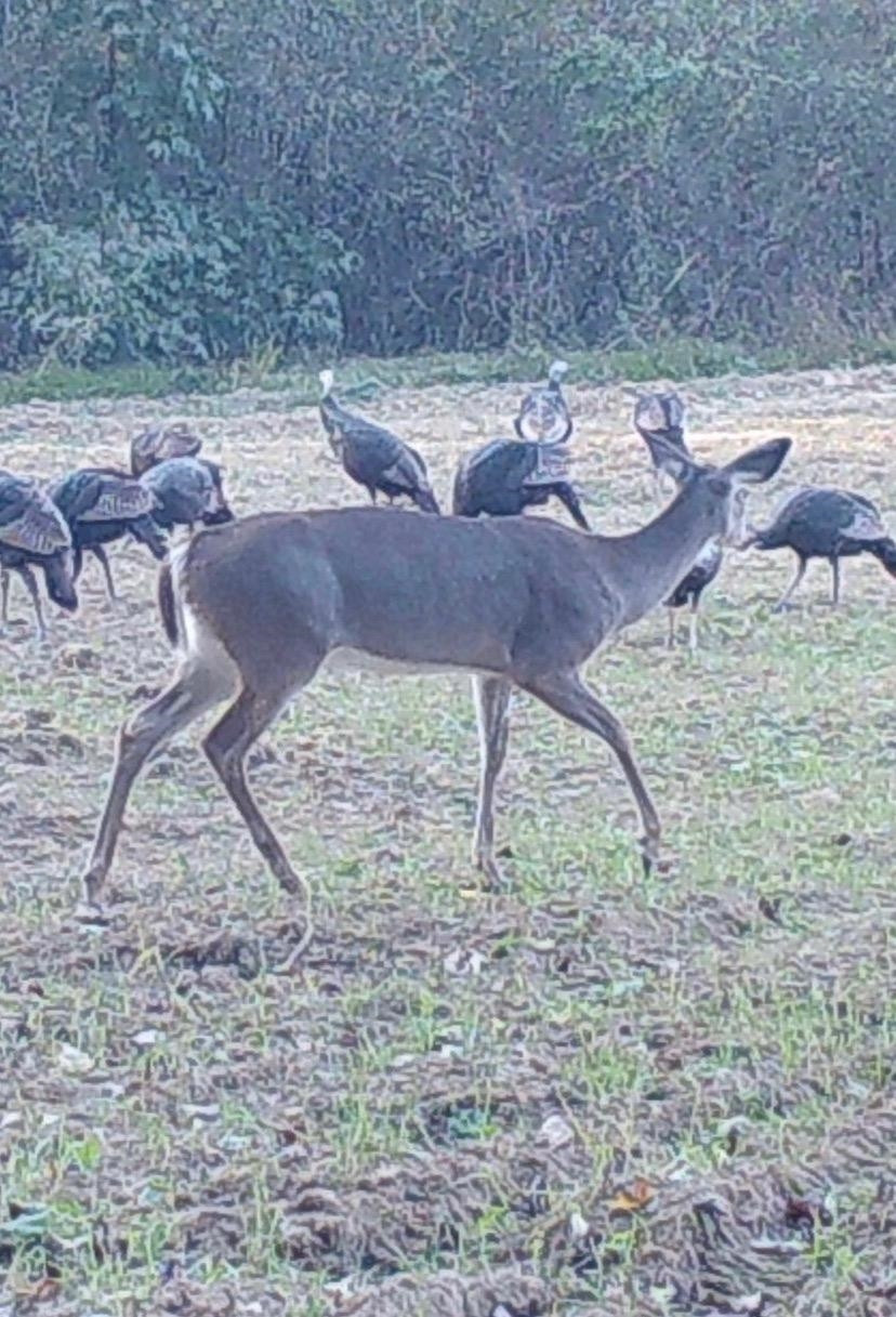 0 Steam Mill Ferry Road Medon, TN 38356 - Photo 10 of 21 Photo 16