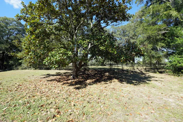 a view of a yard with trees