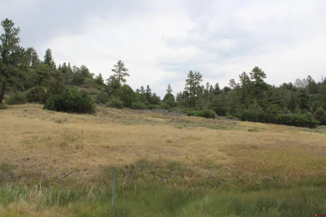 a view of a field with trees in background
