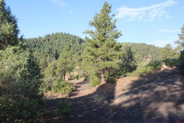 a view of a forest with trees in the background