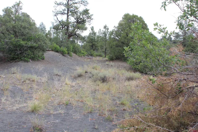 a view of a forest with trees in the background