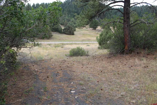 a view of a yard with a tree
