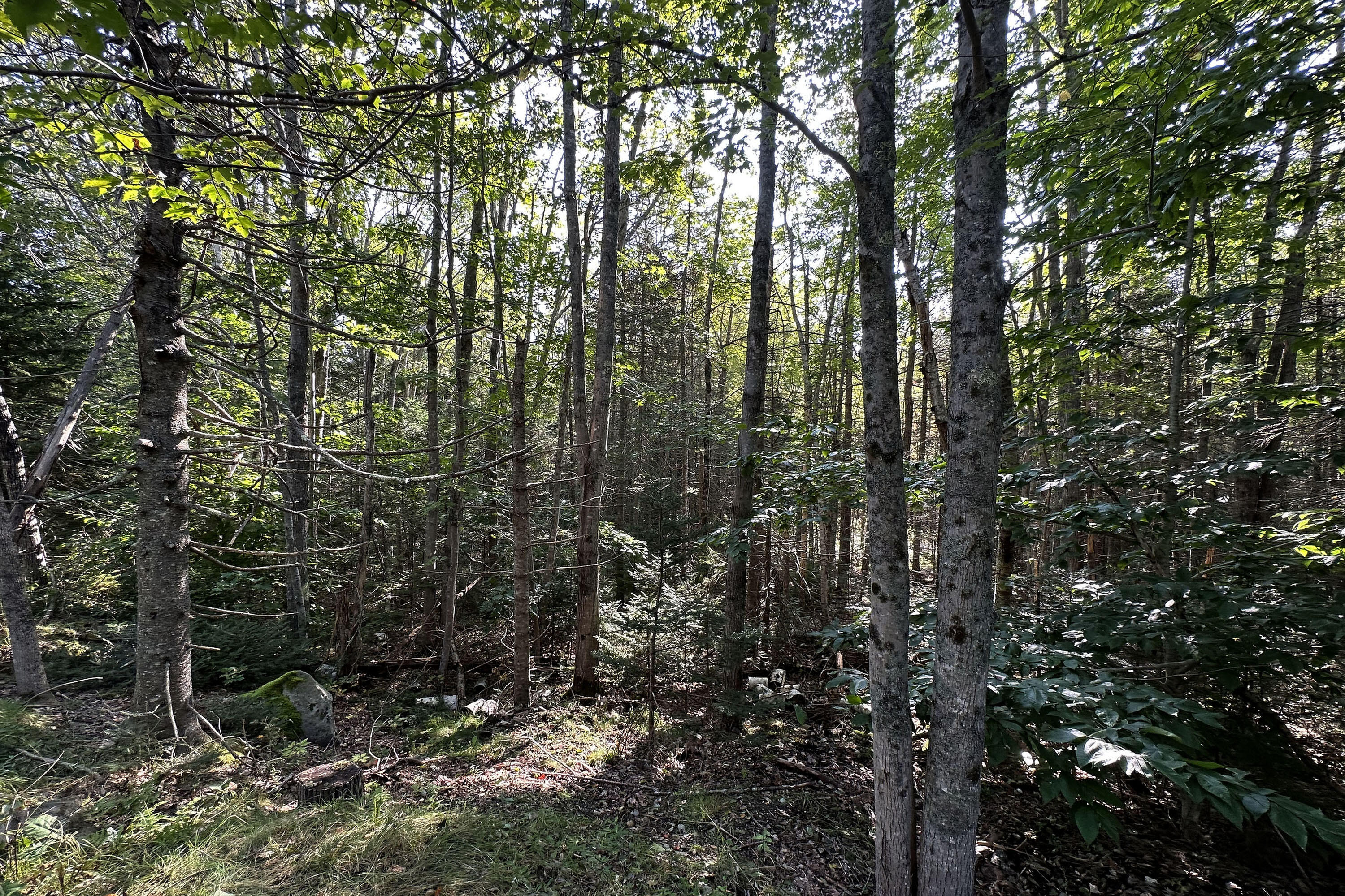 0 Cross Road Sedgwick, ME 04676 - Photo 22 of 24