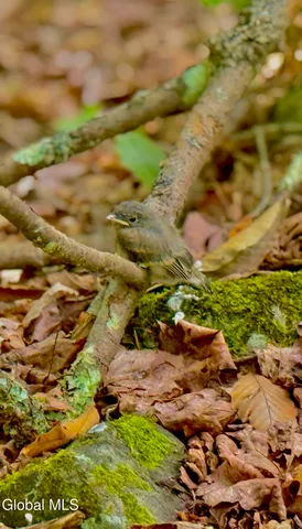 $450,000 | L21.11 Black River Road, Stephentown, NY 12169