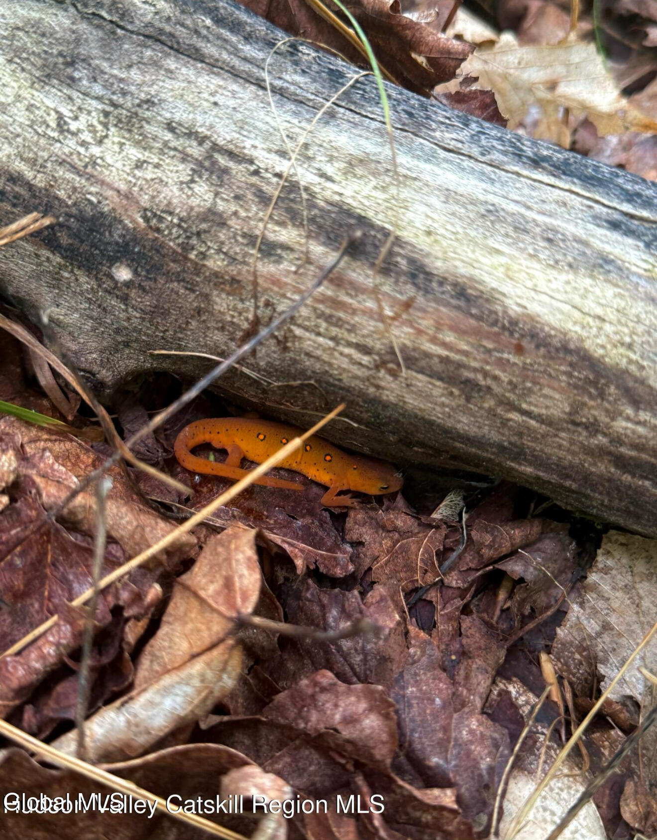 L21.11 Black River Road Stephentown, NY 12169 - Photo 19 of 24 Photo Sep 13 2025, 6 56 50 PM (1)