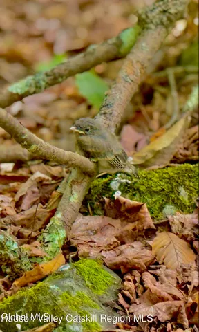 $450,000 | L21.11 Black River Road, Stephentown, NY 12169