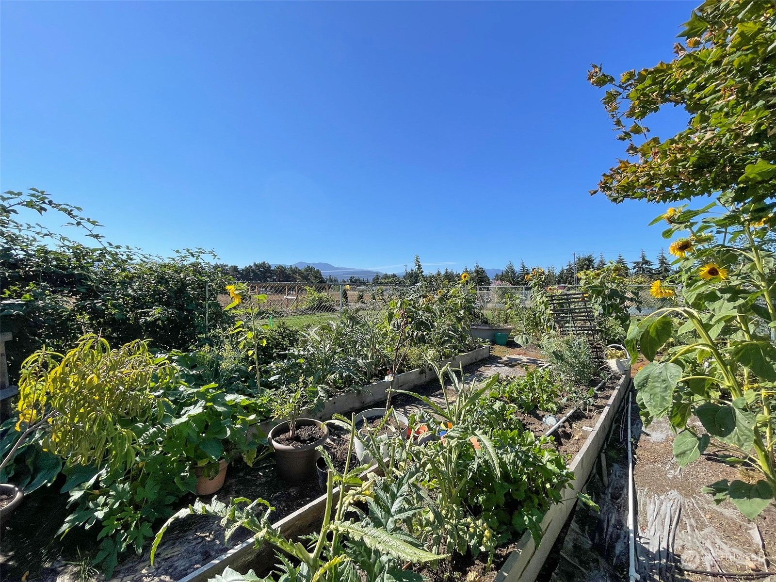 806 North Kendall Road Sequim, WA 98382 - Photo 35 of 40 a view of a garden