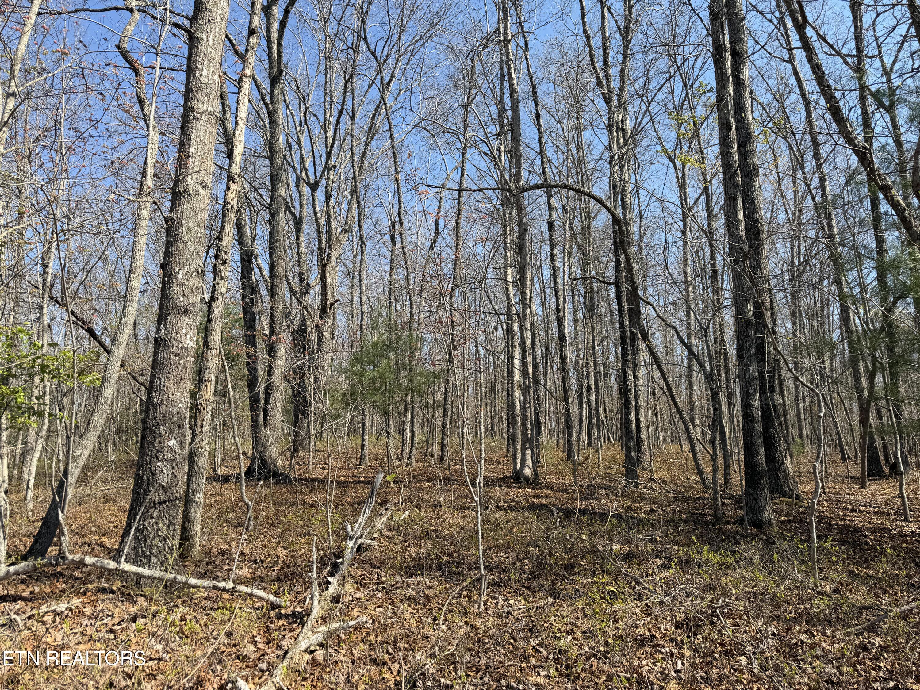 009.01 Tn 37872 Road, Unit 31 Deer Lodge, TN 37726 - Photo 16 of 19 IMG_7962