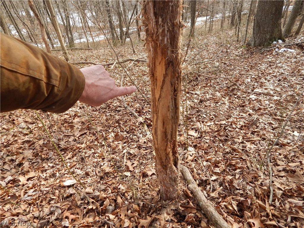 Fingerboard Road Big Springs, WV 26137 - Photo 2 of 21