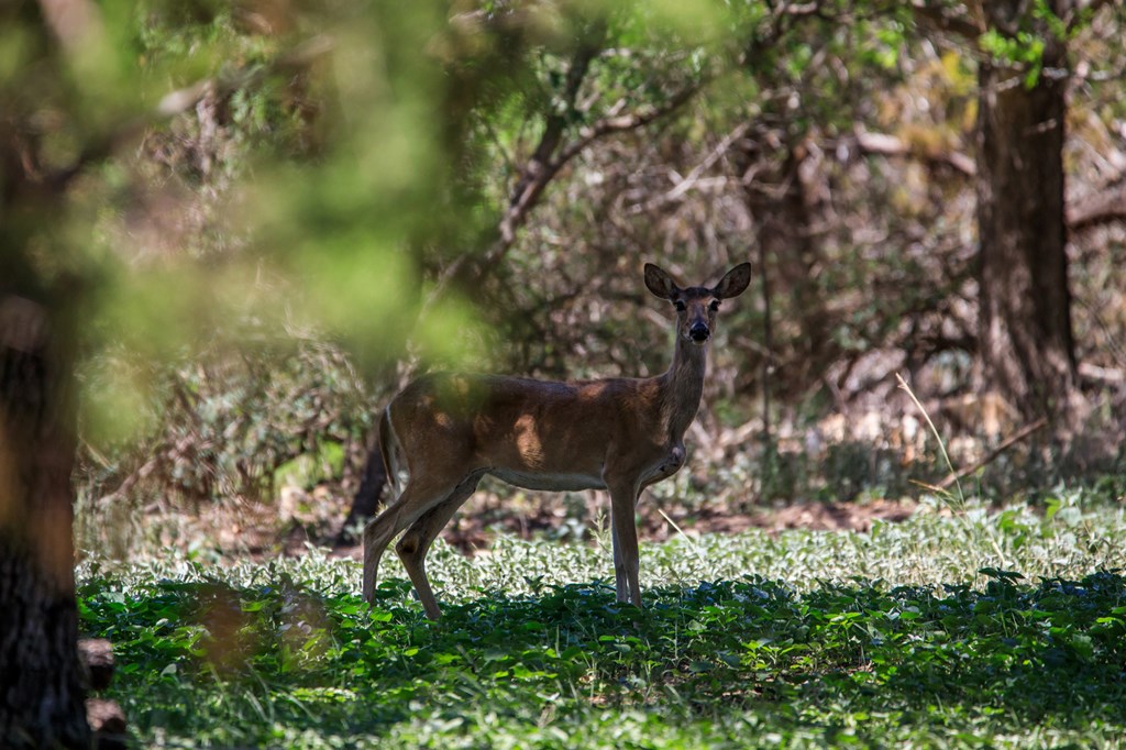 268 Marschall Creek Road Fredericksburg, TX 78624 - Photo 65 of 77
