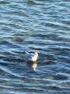 $355,000 | 85 Mile Road, Unit 13, Wells, ME 04090