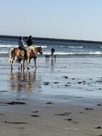 85 Mile Road, Unit 13 Wells, ME 04090 - Photo 15 of 17 WELLS BEACH HORSES
