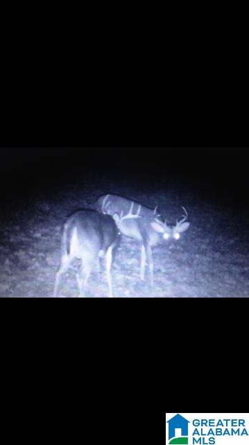 2446 Bone Dry Road Trafford, AL 35172 - Photo 6 of 8