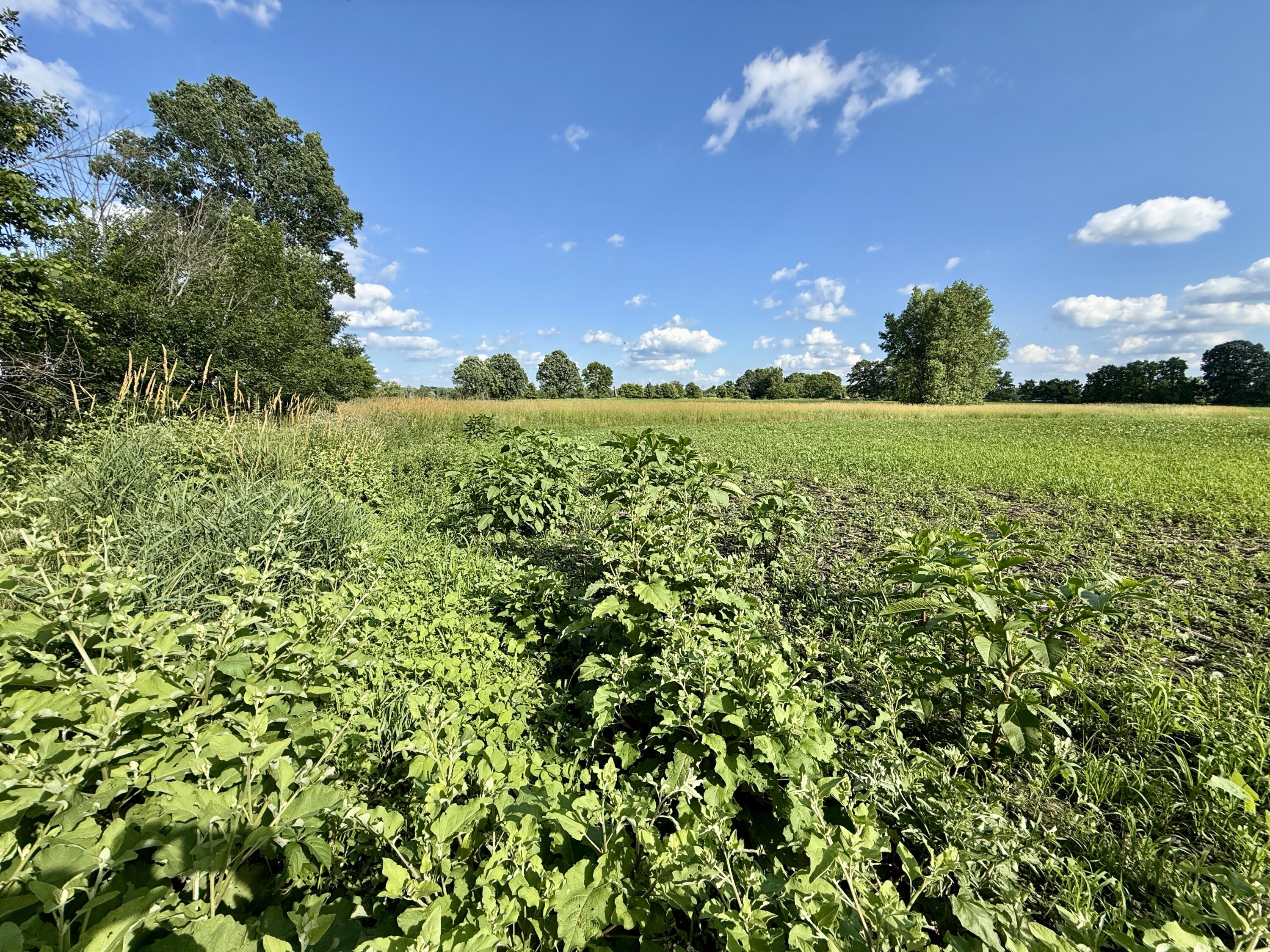 Dewey Road Munith, MI 49259 - Photo 23 of 35 IMG_5681