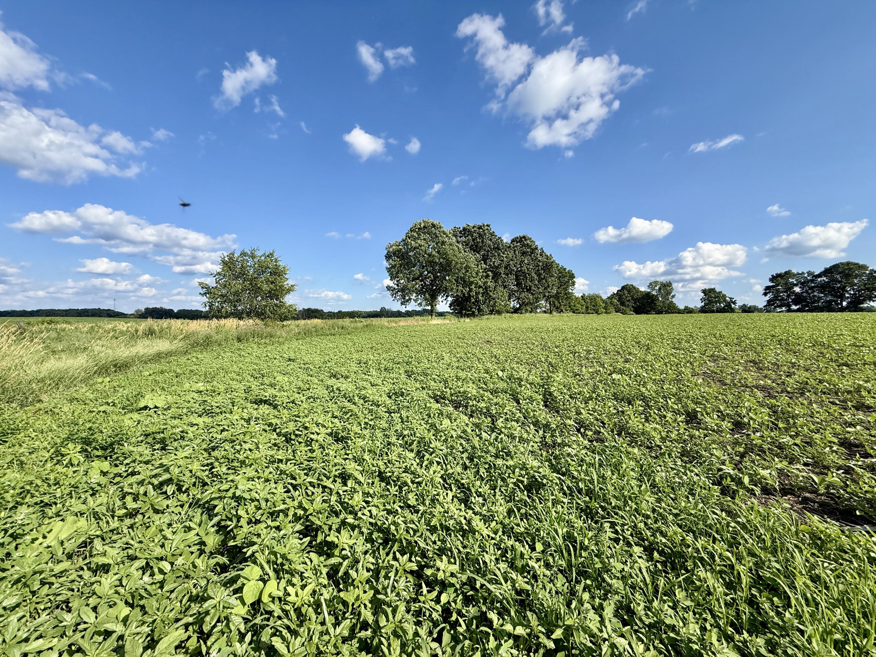 Dewey Road Munith, MI 49259 - Photo 26 of 35 IMG_5684