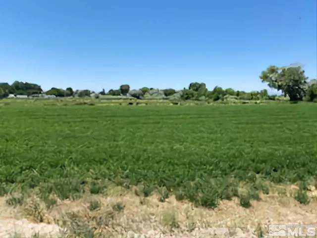 a view of a field with plants and trees in the background