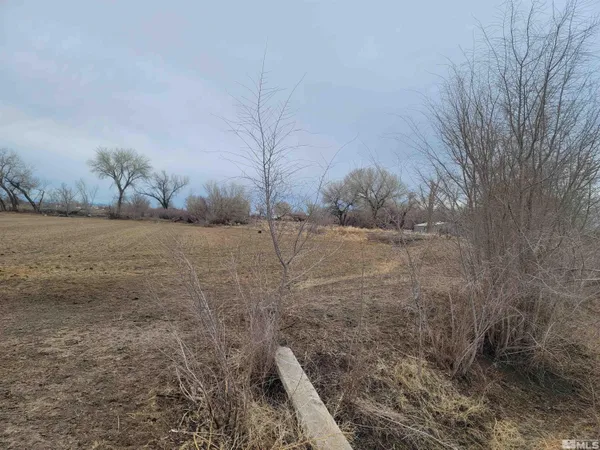 a view of a dry yard