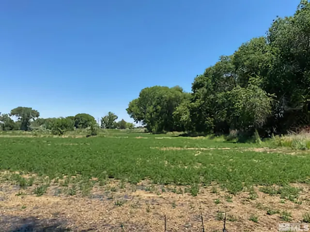 a view of a grassy field with trees