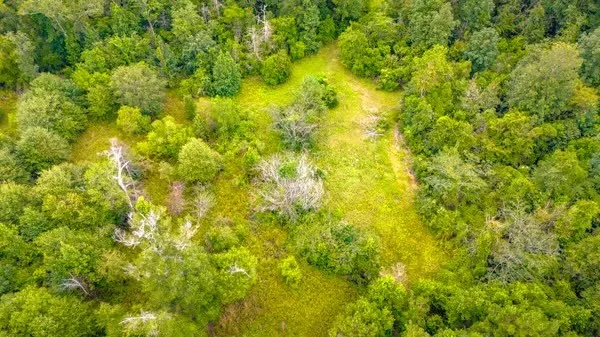 a view of a lush green forest with a street