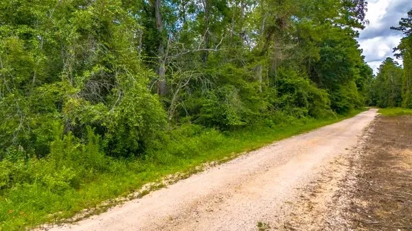 a view of a lush green forest