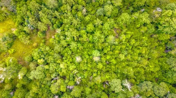 a close up of a tree