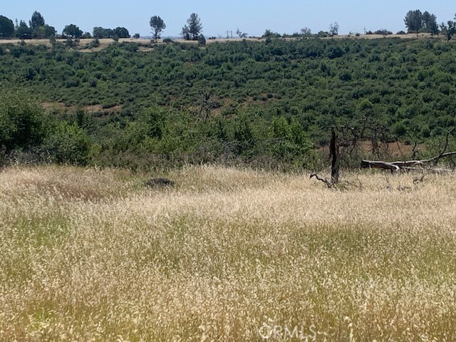 0 Calernbar Road Paradise, CA 95969 - Photo 11 of 17 a view of a dry yard with trees