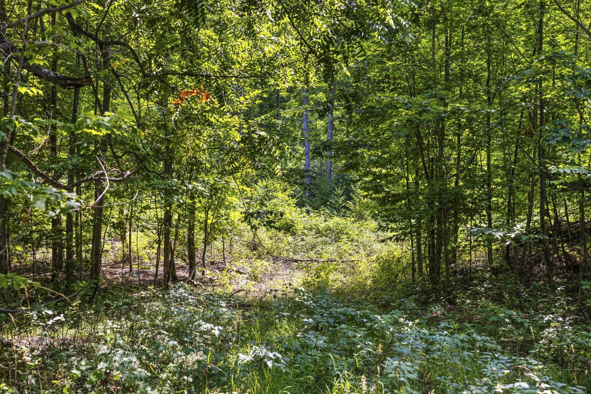 South Hill Road Cedar, MI 49621 - Photo 12 of 15