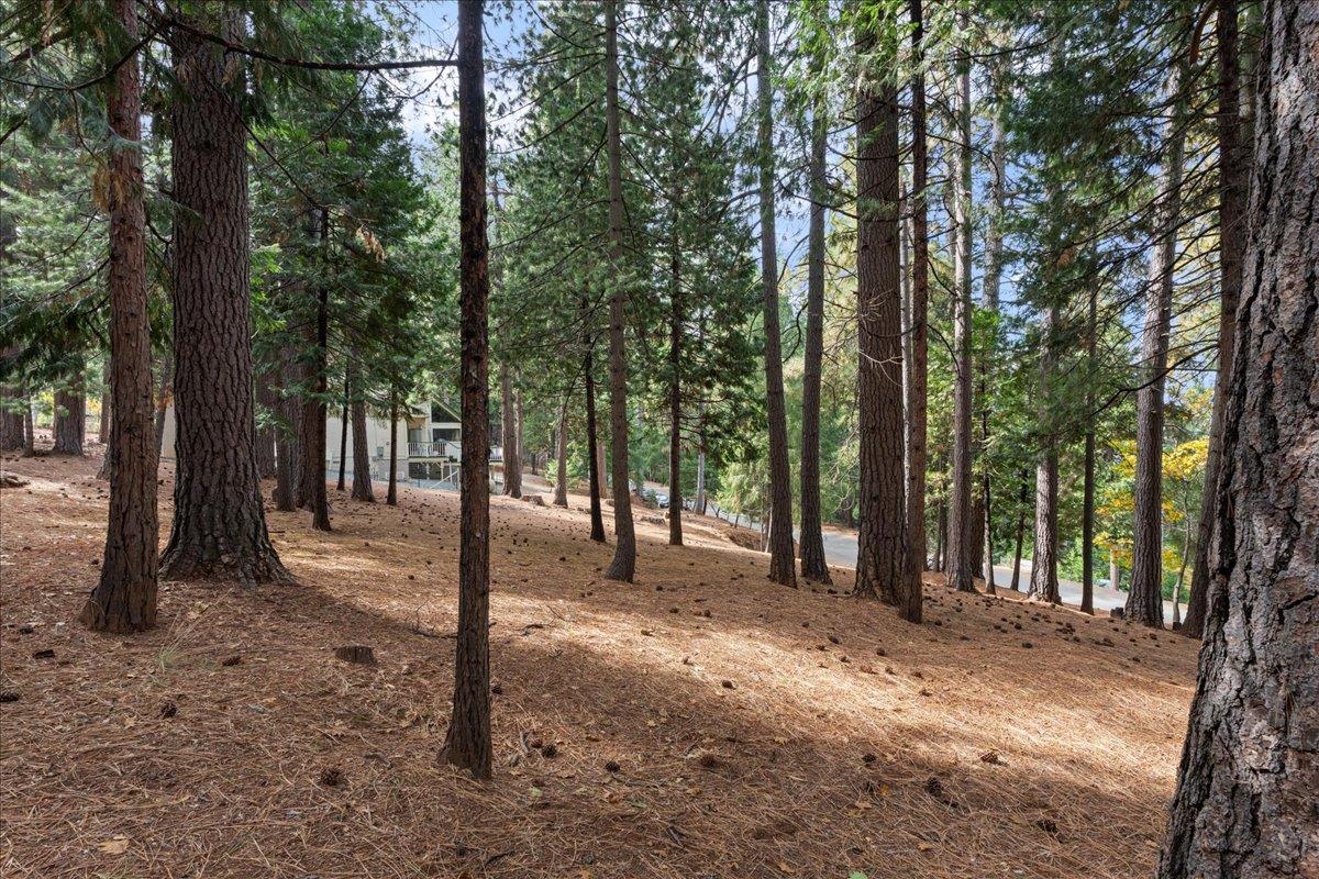 5360 Pine Ridge Drive Grizzly Flats, CA 95636 - Photo 30 of 36 a view of a forest with trees