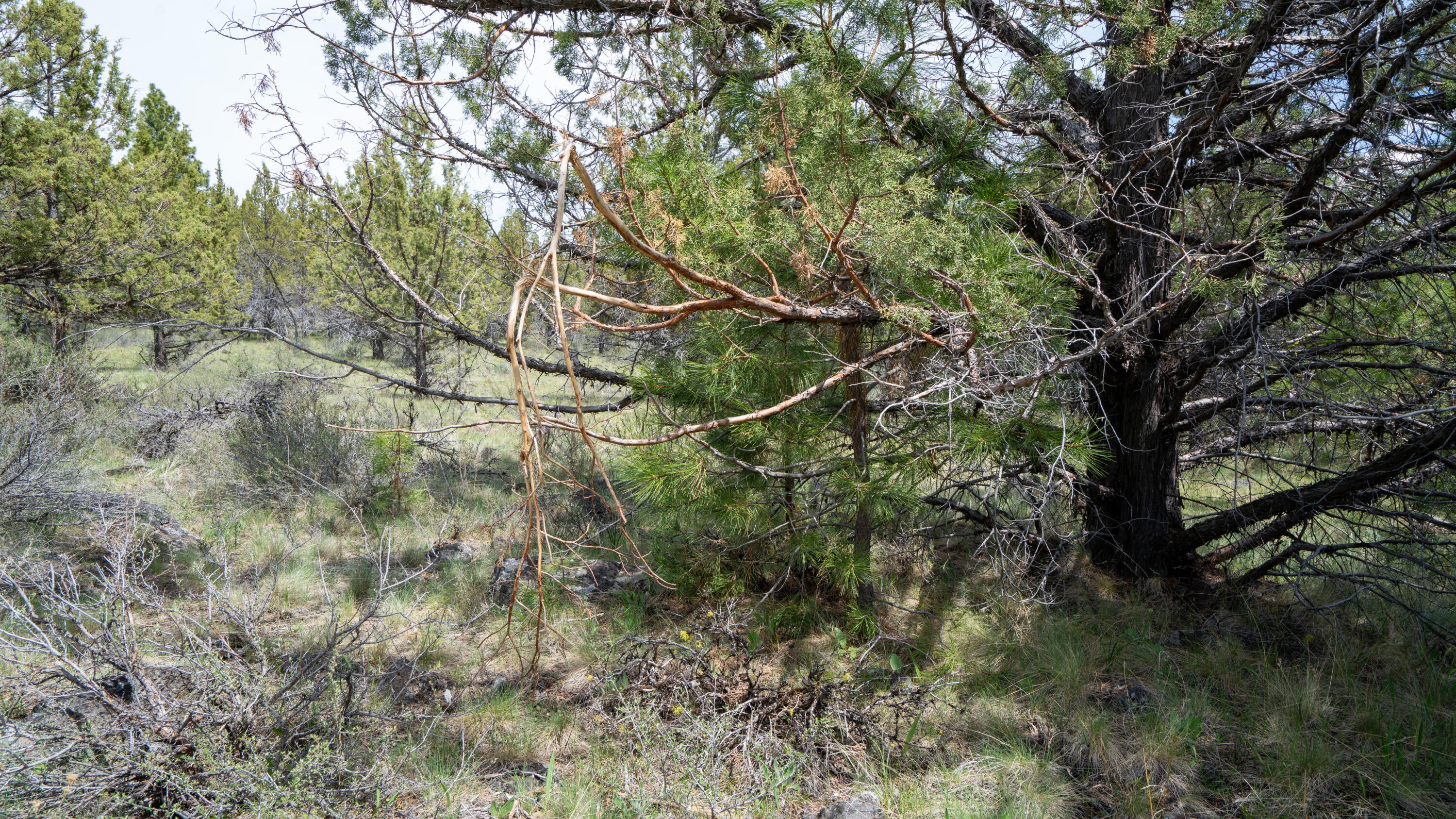 Keeney Fork Rd Prairie Prairie City, OR 97869 - Photo 26 of 61 DSC00842