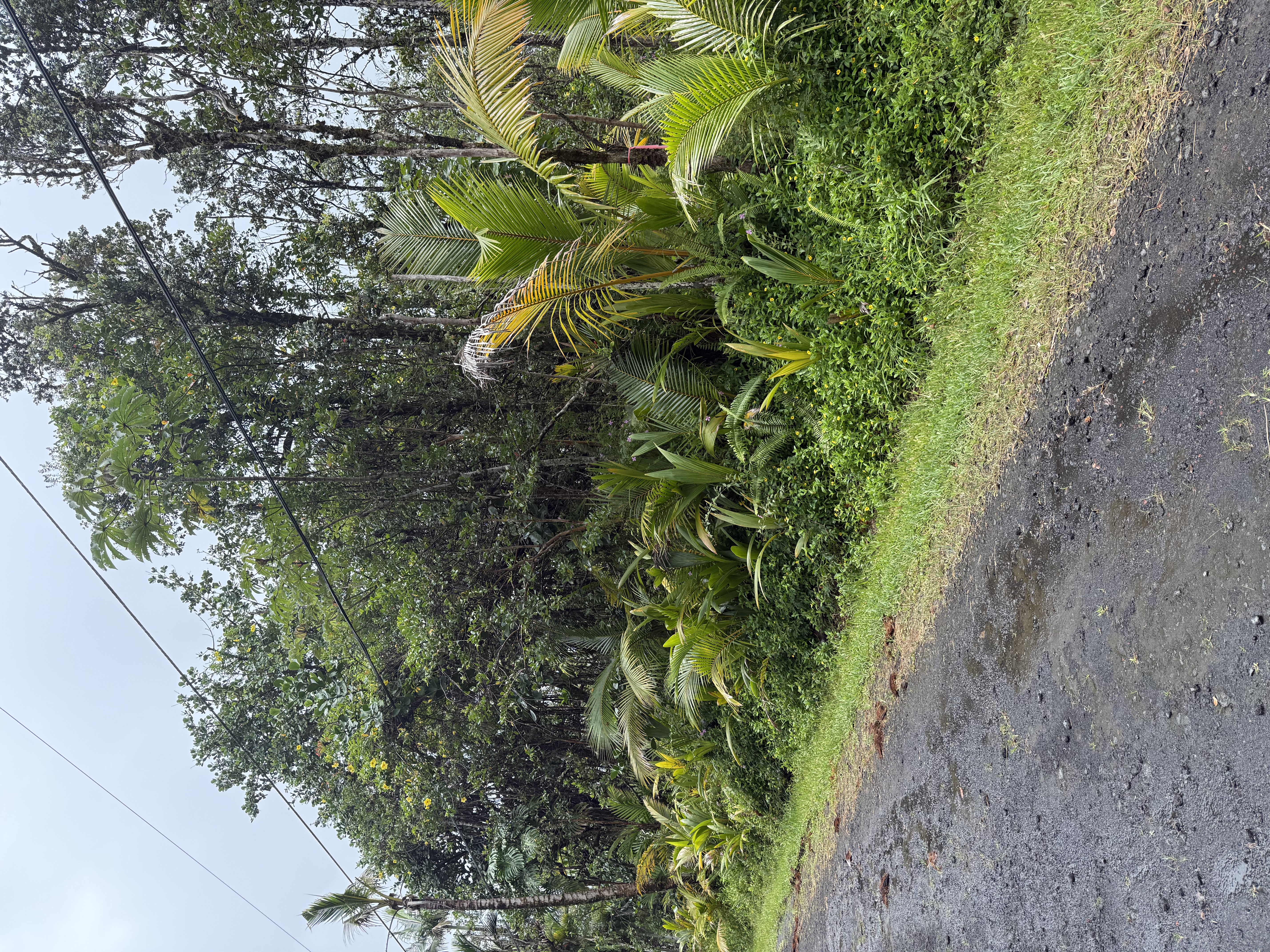 57 Seaview Road Pahoa, HI 96778 - Photo 3 of 6