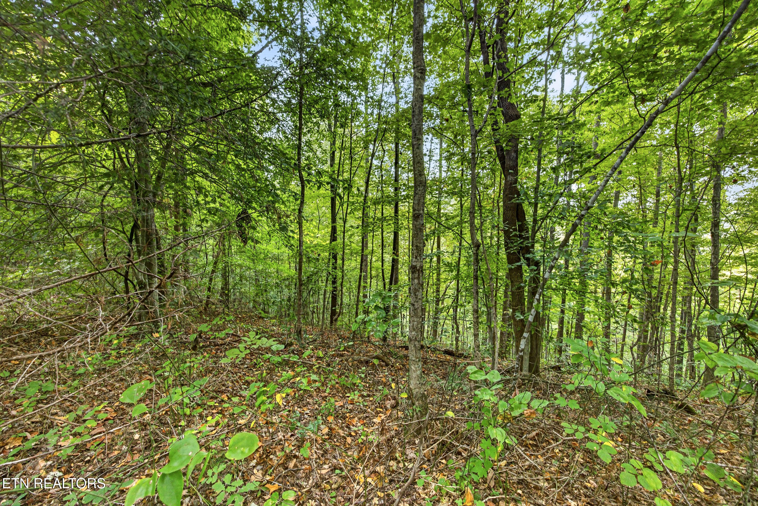 Lot 30 Timber Ridge Lane Celina, TN 38551 - Photo 2 of 12 1-8N5A6658