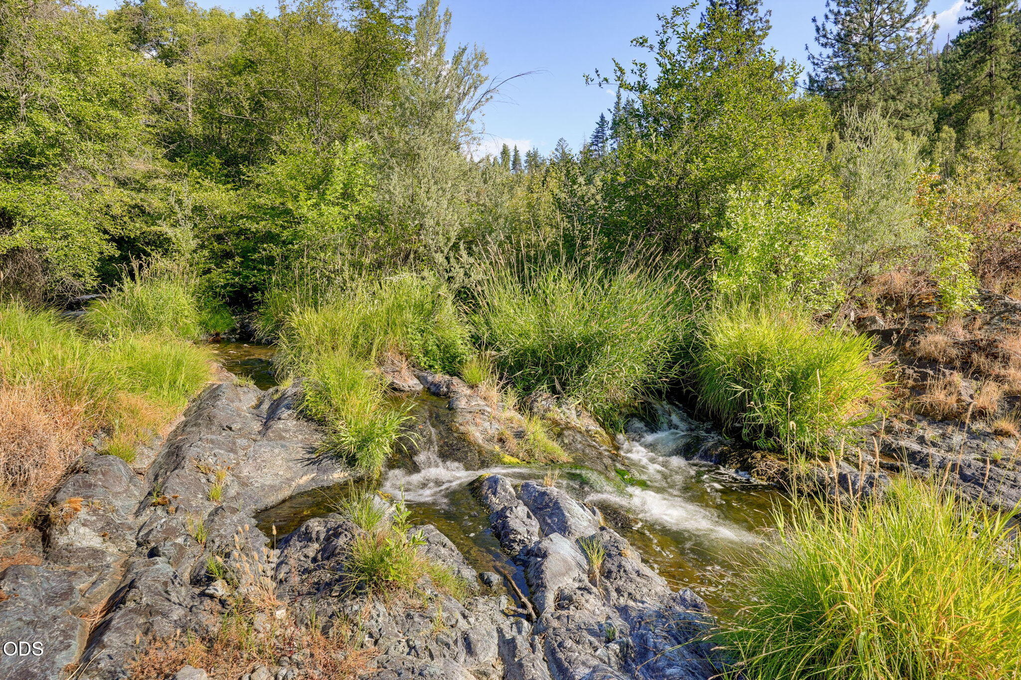 2459 Little Applegate Road Jacksonville, OR 97530 - Photo 67 of 86 a view of a yard with plants and large trees
