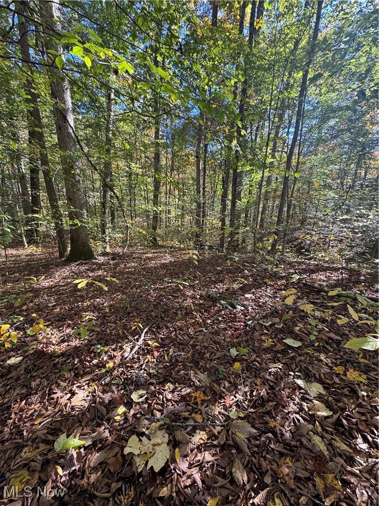 F B Eye Road Blue Rock, OH 43720 - Photo 30 of 41 View of woods