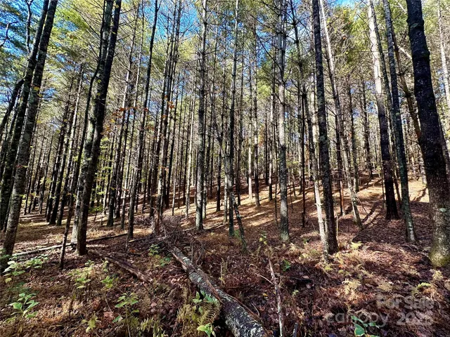 a view of outdoor space with lots of trees