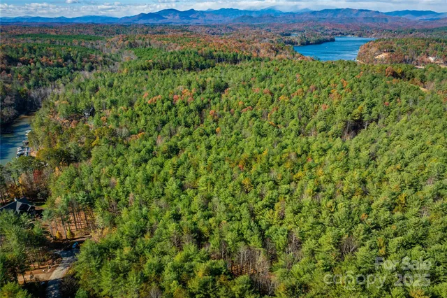 a view of a bunch of trees in the background