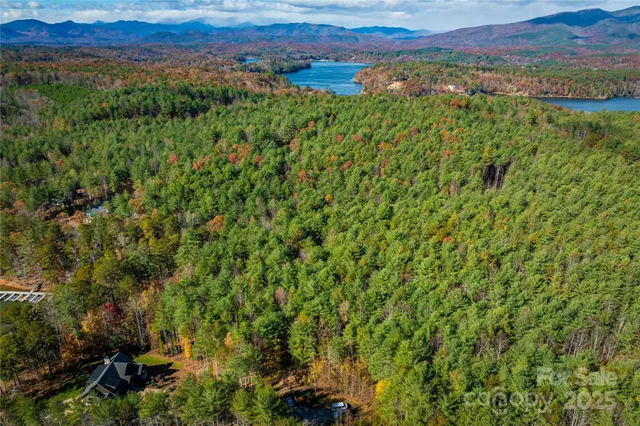 a view of a yard with plants and large trees
