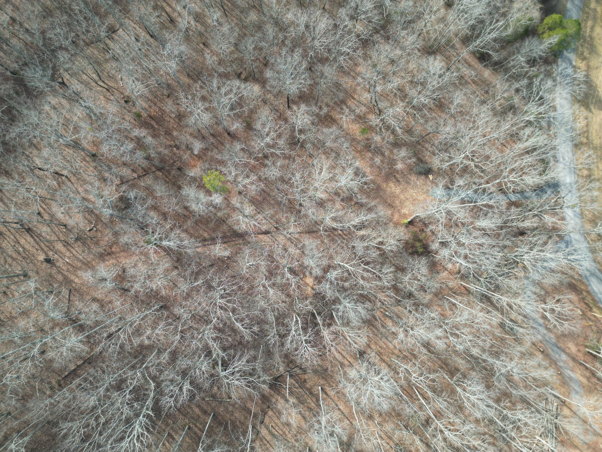 0 County Road 179 Decatur, TN 37322 - Photo 6 of 7