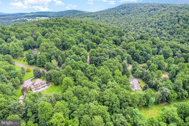 a view of a lush green forest with lots of trees