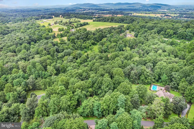 a view of a lush green forest with lots of trees