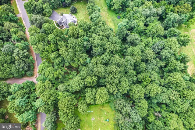 a view of a garden with a tree