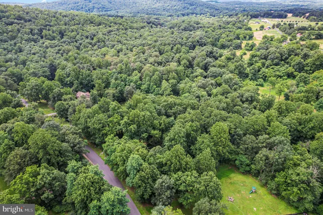 a view of a forest with a street