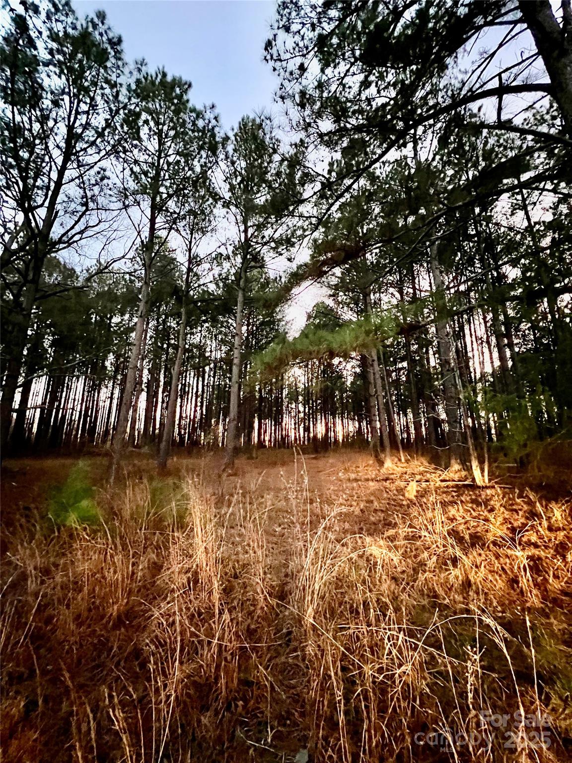 Tbd Wateree Road Great Falls, SC 29055 - Photo 9 of 11