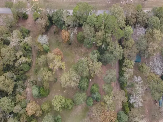 a view of a forest with lots of trees