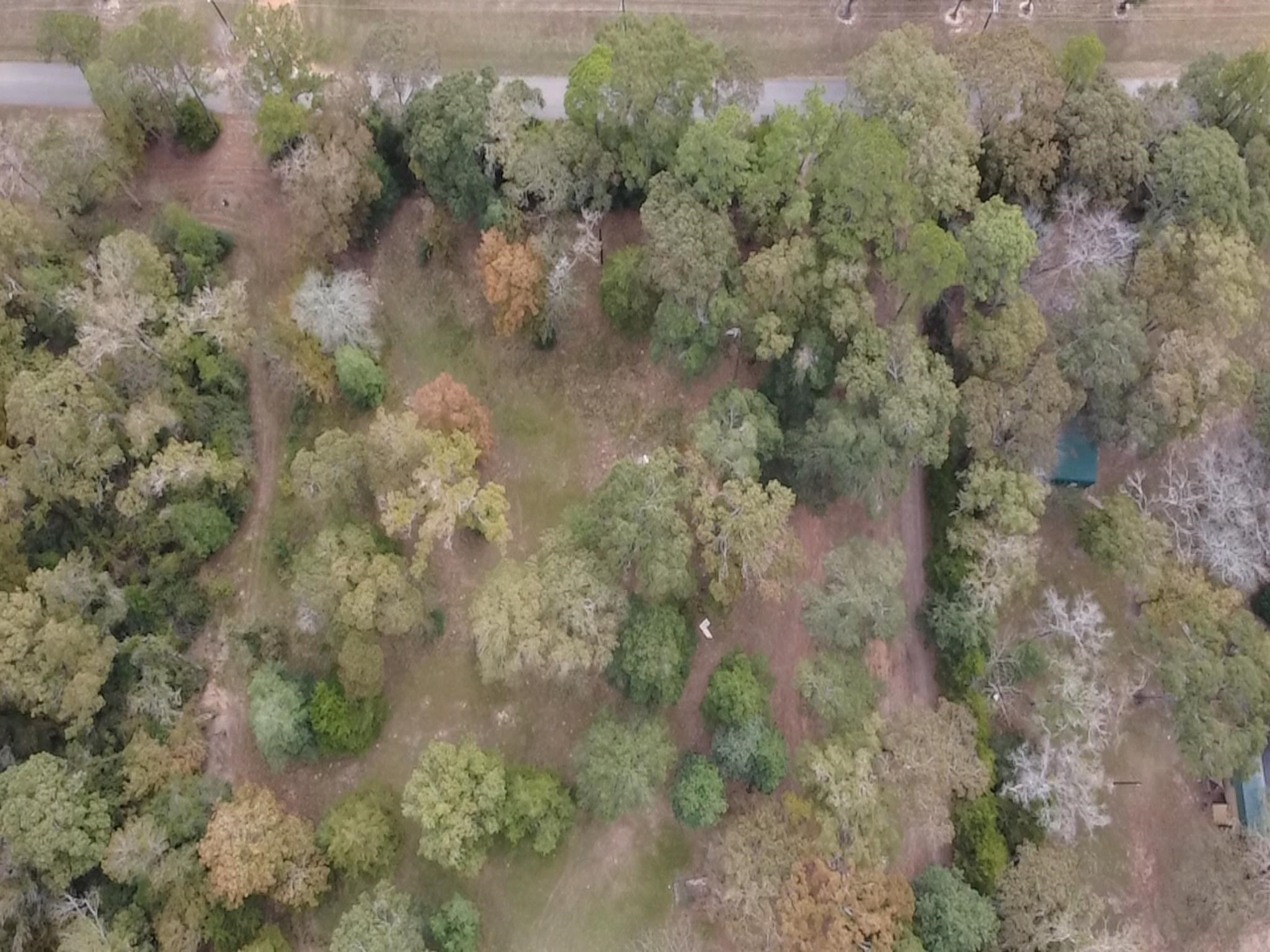 Tbd Magnolia Drive Conroe, TX 77303 - Photo 1 of 11 a view of a forest with lots of trees